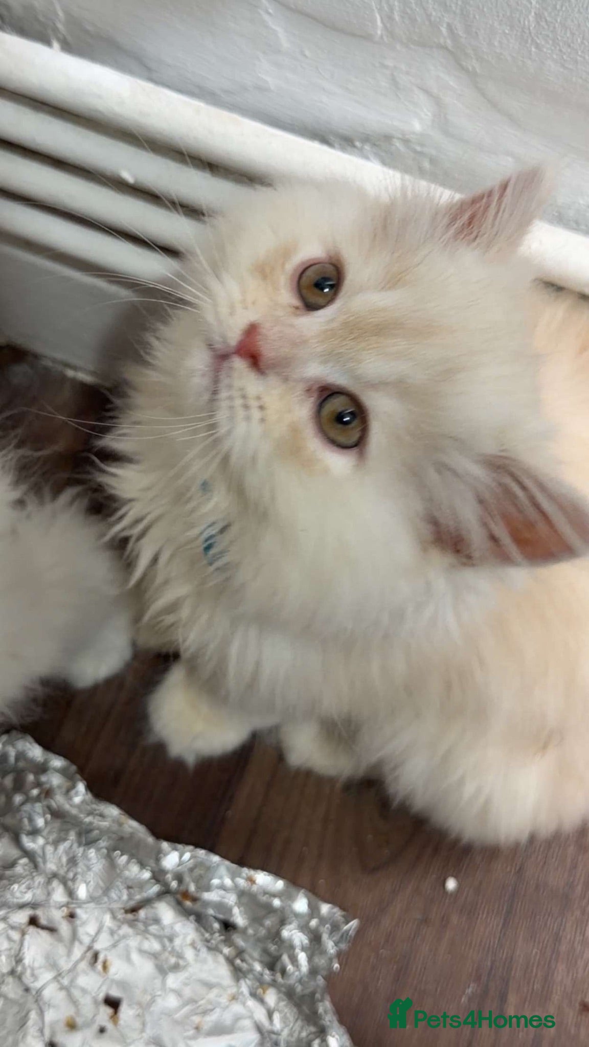 Ragdoll cats Pure Persian kittens Looking for Forever Homes - Advert 1