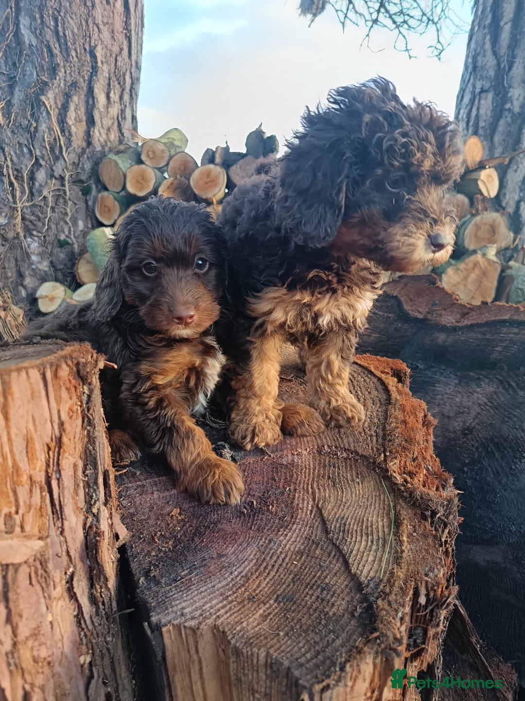 Labradoodle dogs for sale: Mini Labradoodles🐾🌟ready 3/1/26 full vaccine🌟🐾 - Advert 11