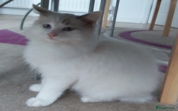 Ragdoll cats for sale: RAGDOLL BICOLOUR BOY BLUE EYES READY NOW! - Image 33