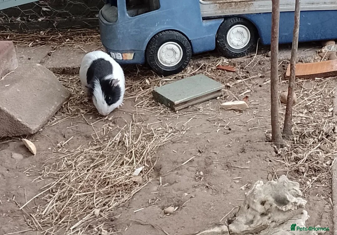 Guinea Pig rodents for sale: Male guinea pig 11 weeks old - Advert 2