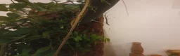Stick Insects invertebrates for sale: Indian Stick Insect babies  - Advert 3
