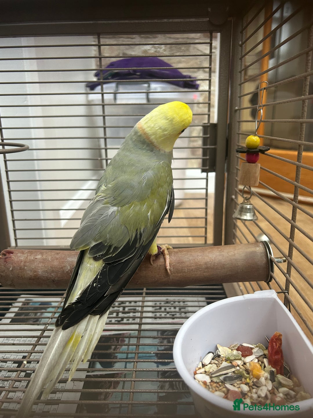 Budgerigars birds for sale: Pair of Beautiful Mutated Indian Ringnecks!! - Image 6