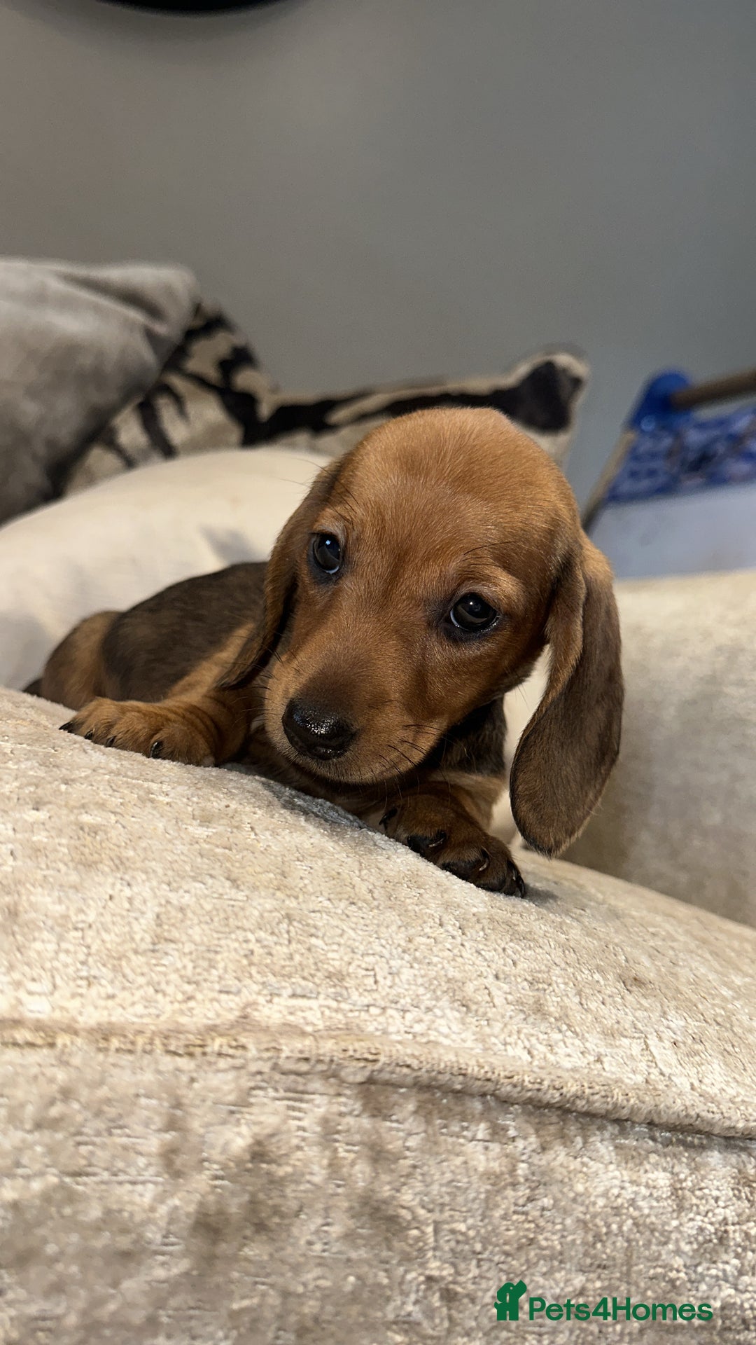 Miniature Dachshund dogs for sale: 🐾Stunning miniature dachshunds🐾 - Image 14