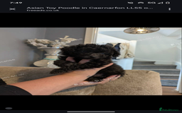 Toy Poodle dogs for sale: Asian poodle girls  - Image 5