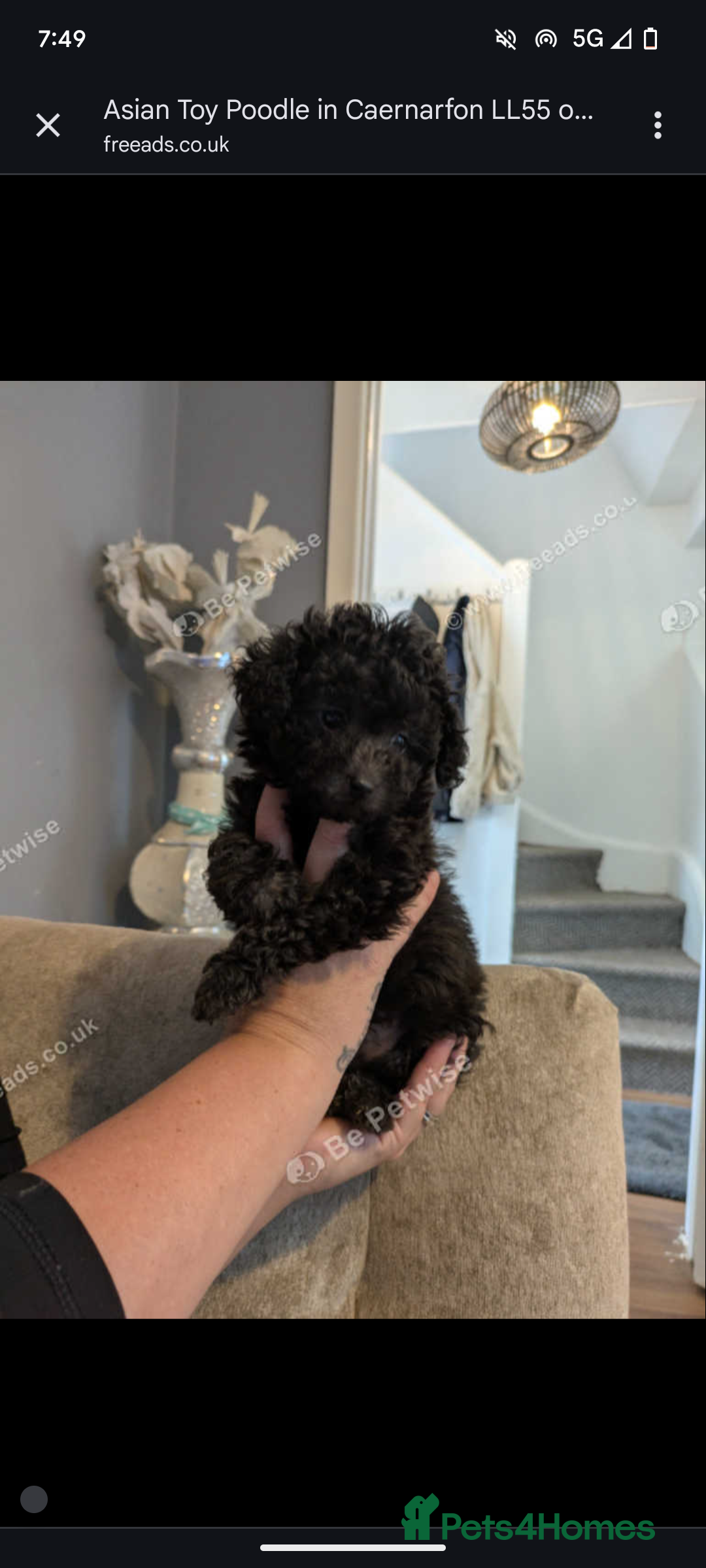 Toy Poodle dogs for sale: Asian poodle girls  - Image 5