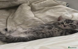 Bengal cats for sale: Half Bengal Kittens - Image 16