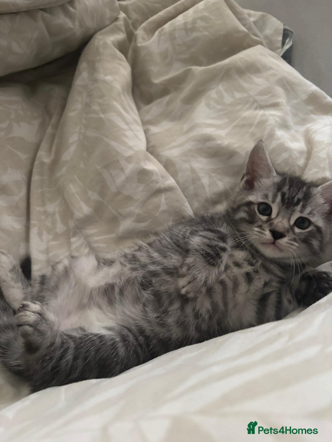 Bengal cats for sale: Half Bengal Kittens - Image 16