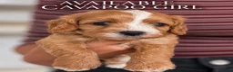 Cavapoo dogs for sale: 5 star licensed Cavapoo home breeder  - Advert 1