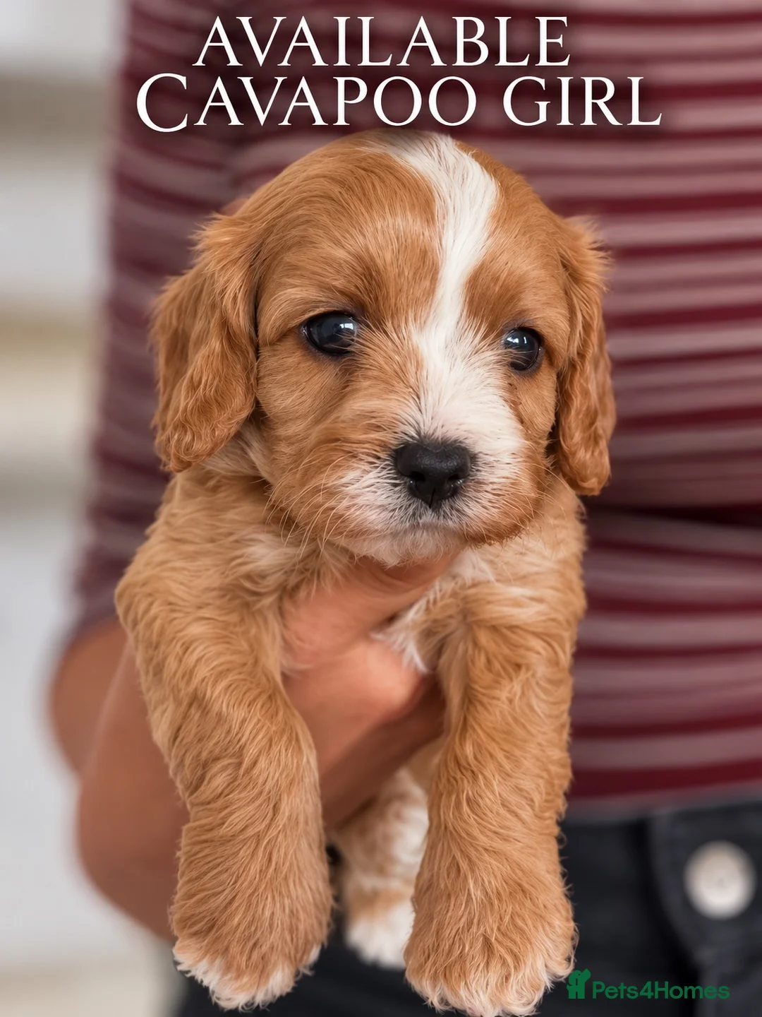 Cavapoo dogs for sale: 5 star licensed Cavapoo home breeder  - Advert 1