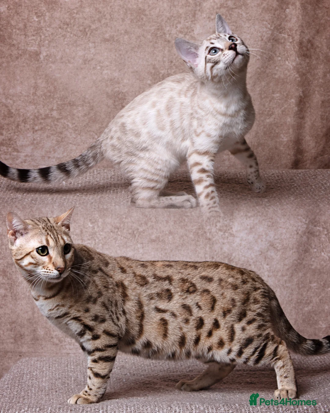 Bengal cats for sale: Waiting list open for kittens 2026-expecting 27.01 - Advert 30