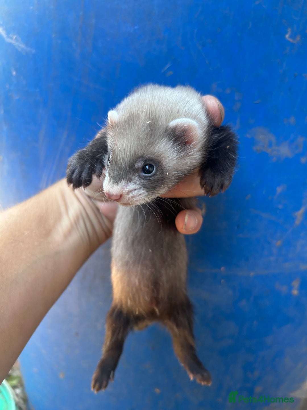 Ferret rodents for sale: Ferret kits  - Image 8