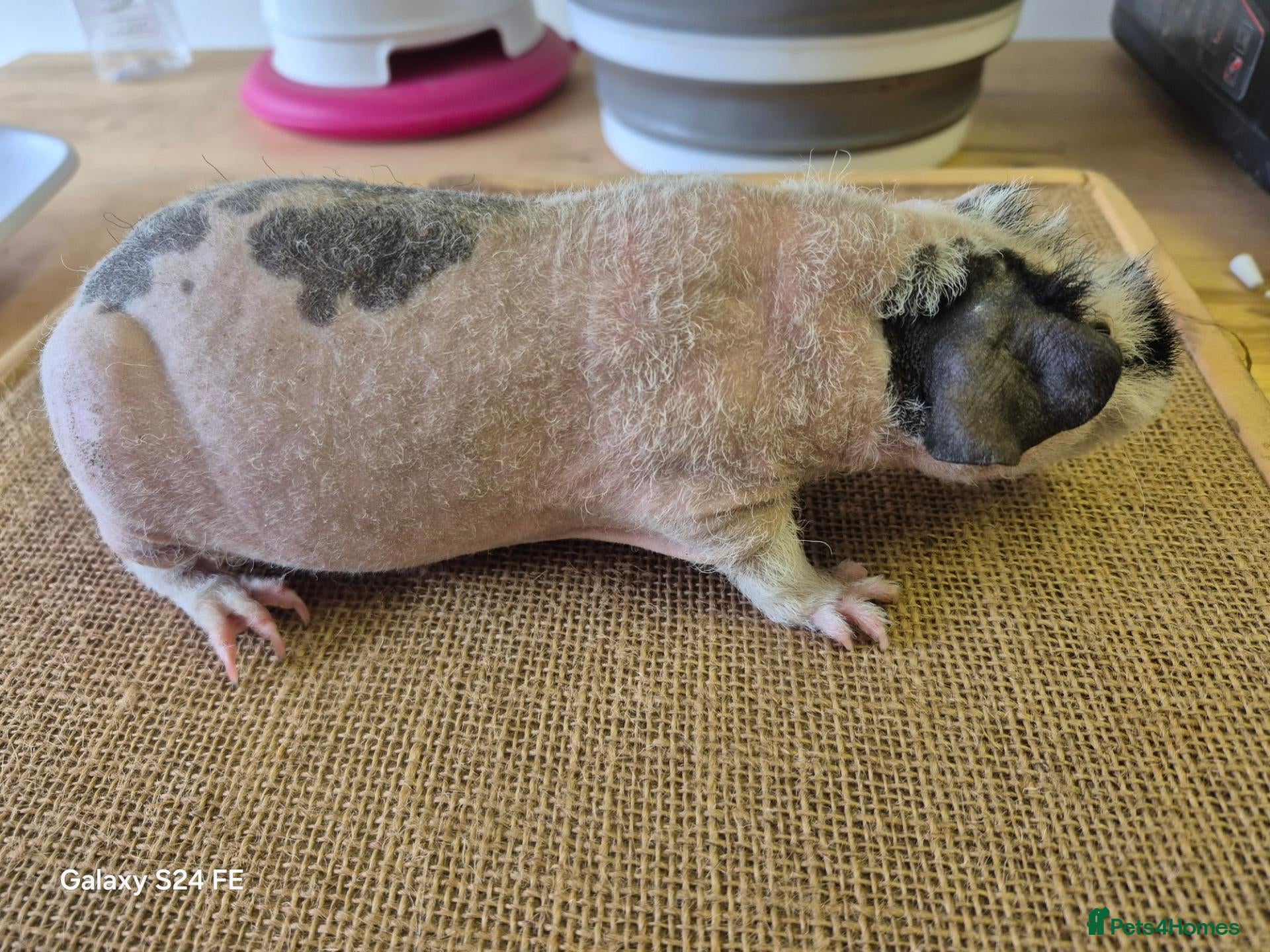 Guinea Pig rodents Male guinea and skinny pigs available  - Advert 1