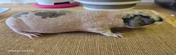 Guinea Pig rodents for sale: Male guinea and skinny pigs available  - Advert 1