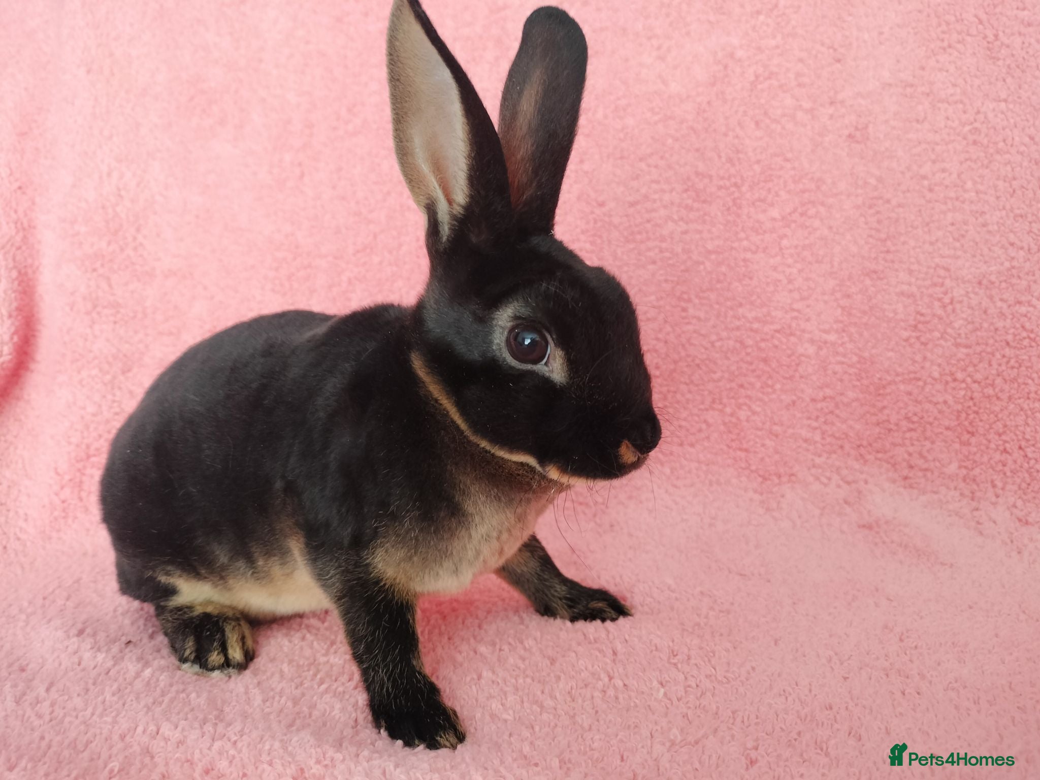 Rex rabbits Baby mini rex for sale  - Advert 11