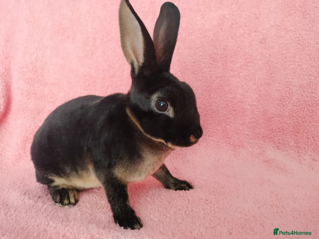 Rex rabbits for sale: Baby mini rex for sale  - Advert 1