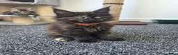 Maine Coon cats for sale: Maine coon pedigree kittens  - Advert 24