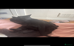 Mixed Breed cats for sale: 6 month old kitten, black with white patch. - Image 5