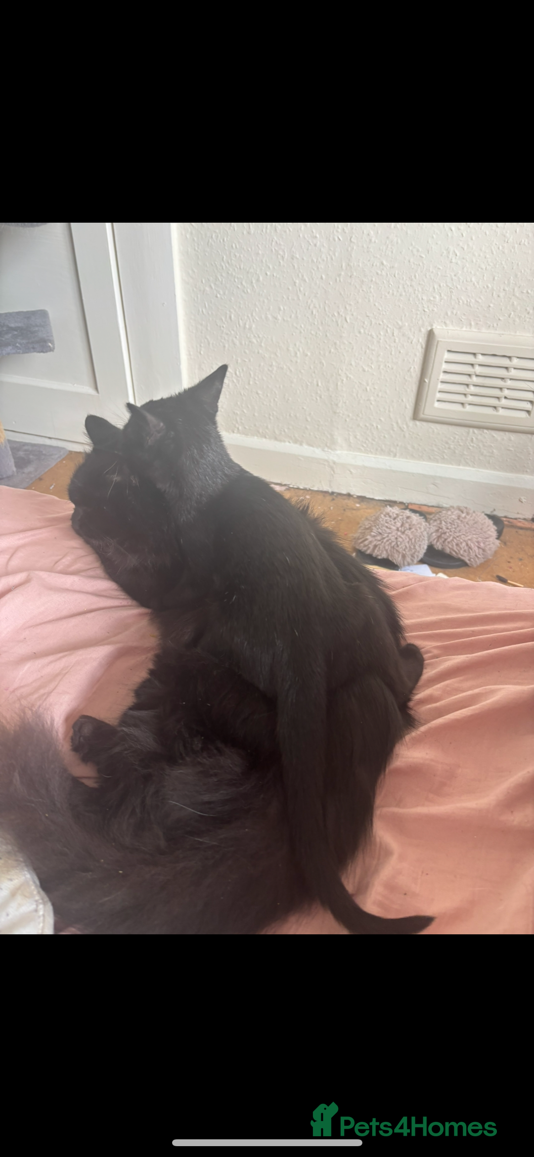 Mixed Breed cats for sale: 6 month old kitten, black with white patch. - Image 5
