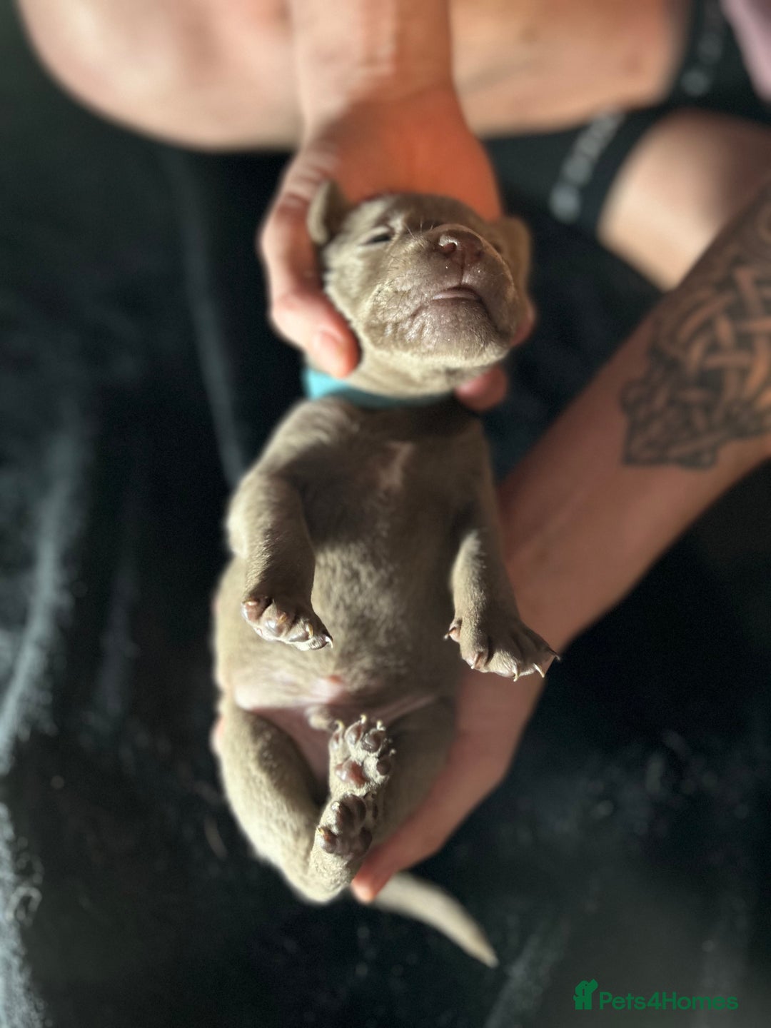 Mixed Breed dogs for sale: Staffadors staffy x labs  - Advert 11