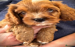 Cavapoo dogs for sale: Rare Miniature F1 Cavapoo Quality Puppies - Image 6