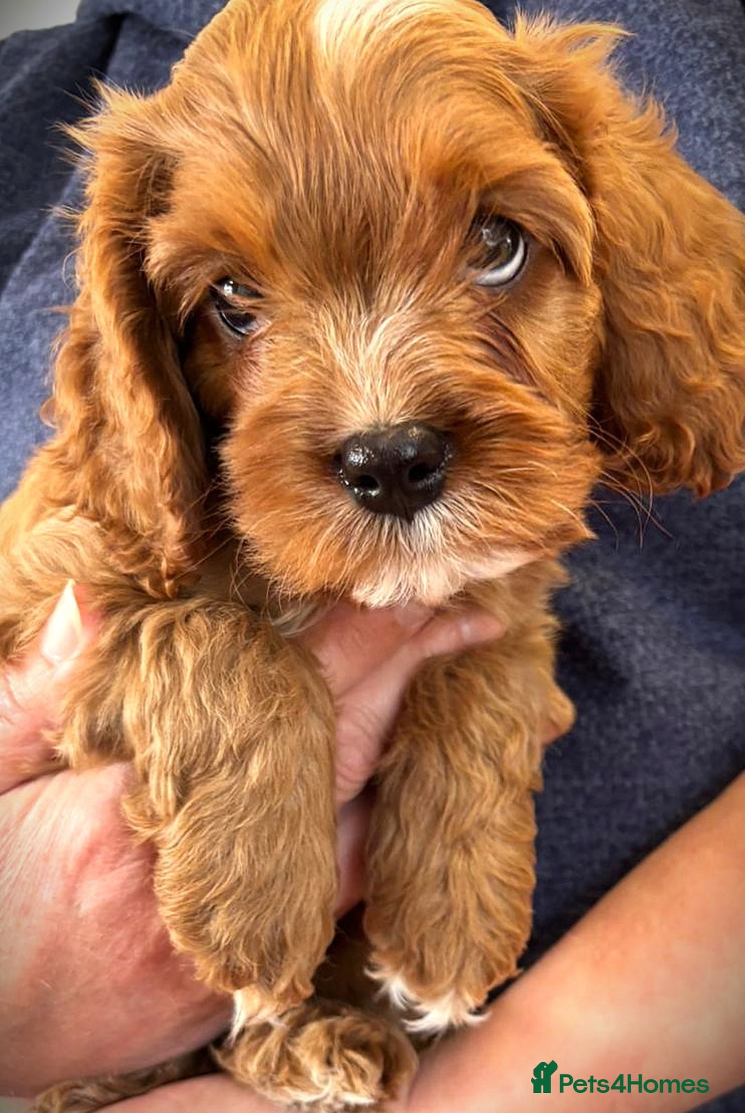 Cavapoo dogs for sale: Rare Miniature F1 Cavapoo Quality Puppies - Image 6