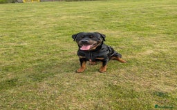 Rottweiler dogs for stud: Rottweiler for STUD only (not for sale/rehoming) - Advert 4