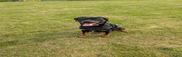 Rottweiler dogs for stud: Rottweiler for STUD only (not for sale/rehoming) - Advert 4