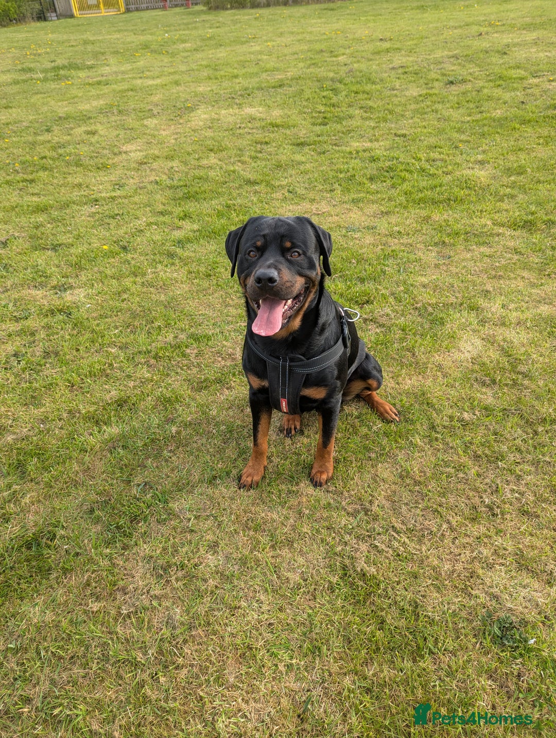 Rottweiler dogs for stud: Rottweiler for STUD only (not for sale/rehoming) - Advert 4