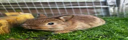 Netherland Dwarf rabbits for sale: Pure Netherland dwarf   - Advert 17