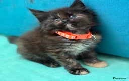 Maine Coon cats for sale: GCCF Reg Main Coon Kittens - Image 12