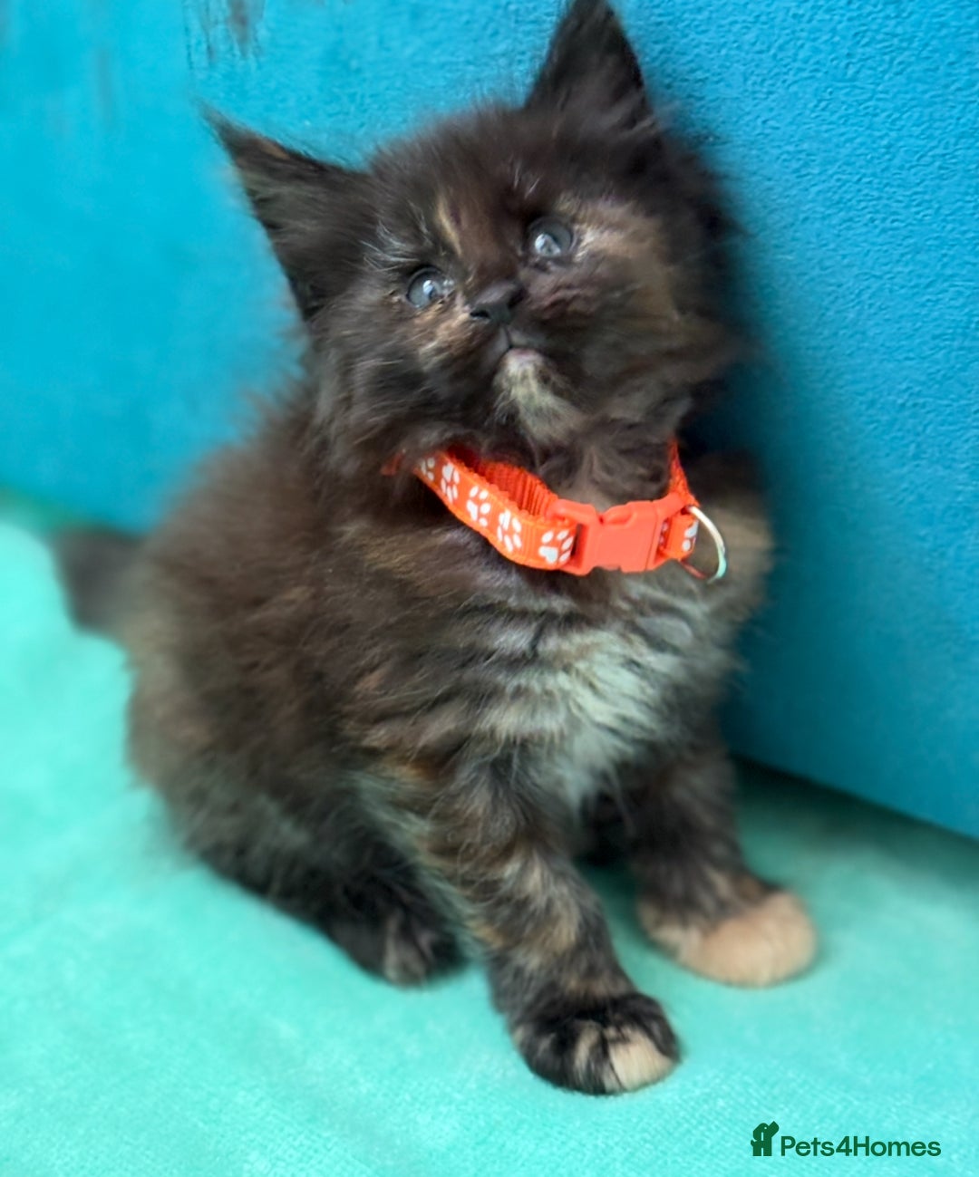 Maine Coon cats for sale: GCCF Reg Main Coon Kittens - Image 12