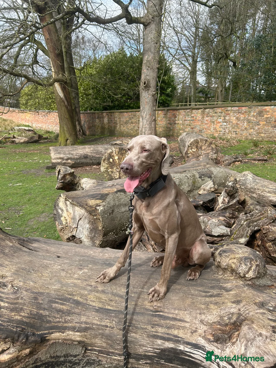 Weimaraner dogs for stud: KING KAISER in Manchester - Advert 16