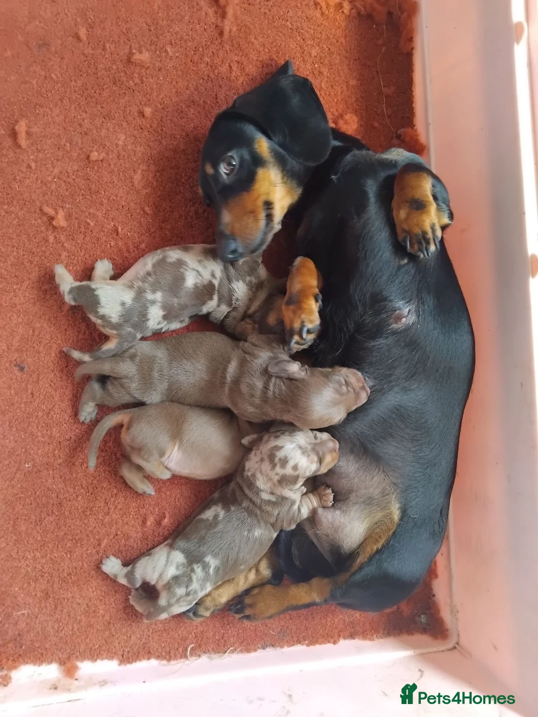 Miniature Dachshund dogs for sale: Kc registered miniature dachshund puppies - Advert 6