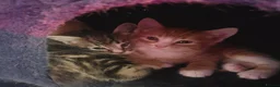 Mixed Breed cats for sale: 4 kittens ready for forever homes in Bridgwater - Advert 2