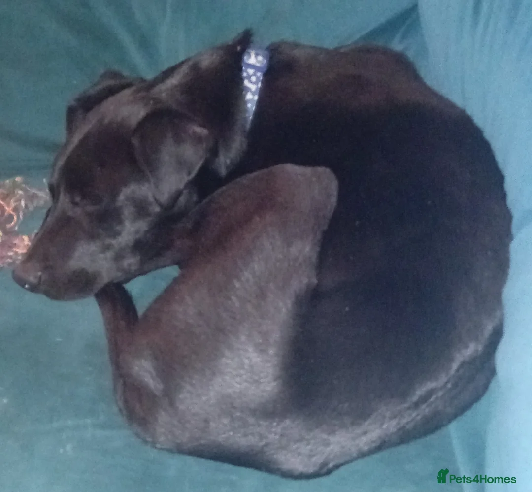 Mixed Breed dogs for sale: Charlie in Keighley - Advert 3