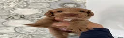 Cockapoo dogs for sale: 🐾💕7 GORGEOUS COCKAPOOS GIRLS 💕🐾 in Littlehampton - Advert 28