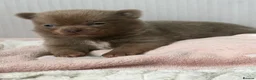 Chihuahua dogs for sale: Tiny Teddy bear 🧸 Chihuahuas  - Advert 18