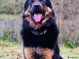 German Shepherd dogs in Slough - Advert 1