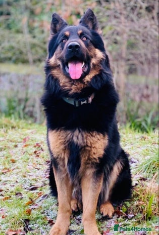 German Shepherd dogs for stud in Slough - Advert 2