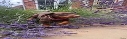 Dobermann dogs for sale: health tested Kc Reg dobermann puppies - Advert 8