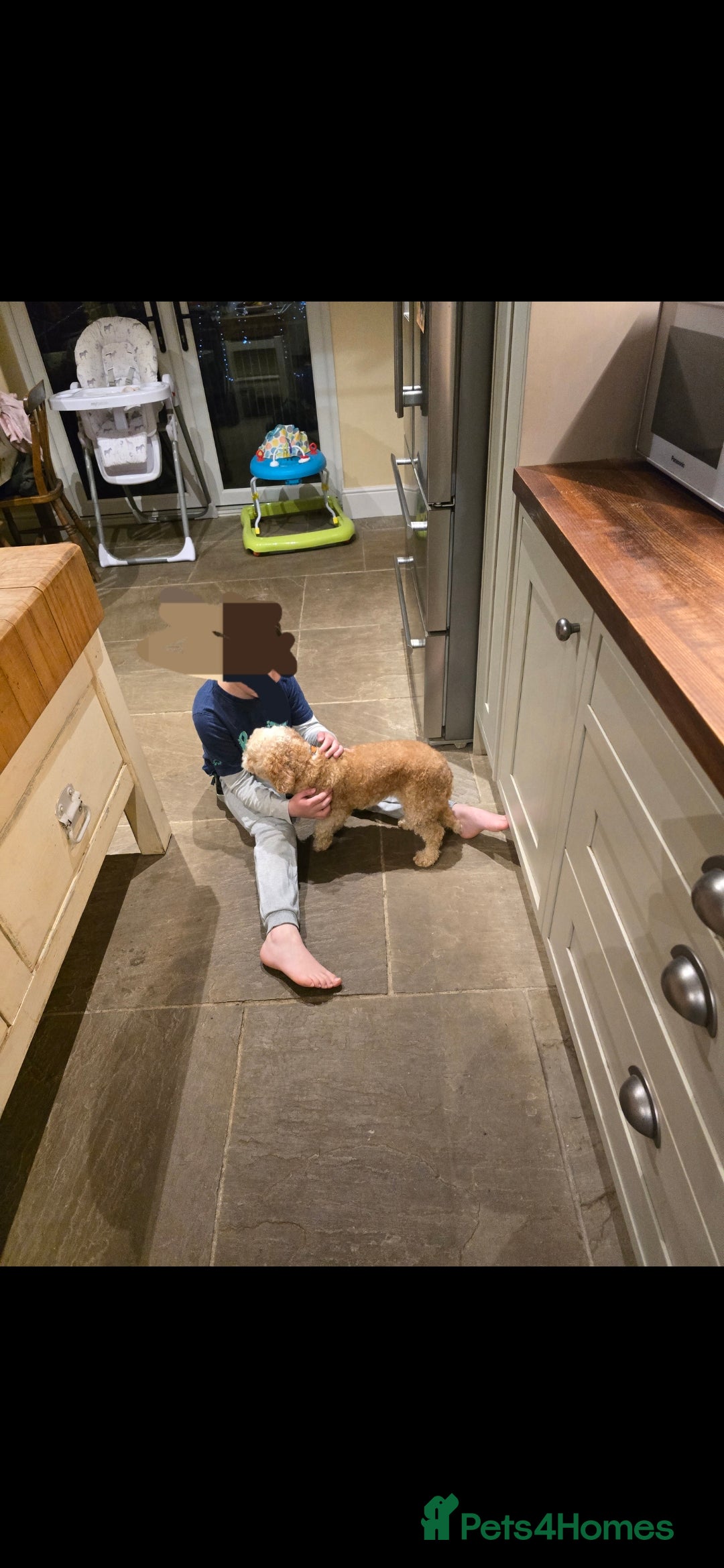 Cavapoo dogs for sale: Cavapoo female - Image 9