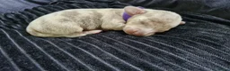 Miniature Dachshund dogs for sale: 💎 TOP QUALITY KC REG & PRA CLR MINI DACHSHUNDS💎 - Advert 22