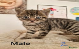 Mixed Breed cats for sale: Beautiful kittens for loving homes from 8th Aug  - Image 3