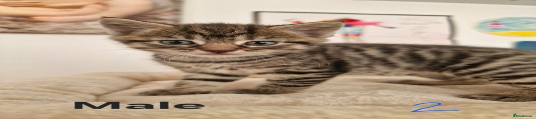 Kitten 2