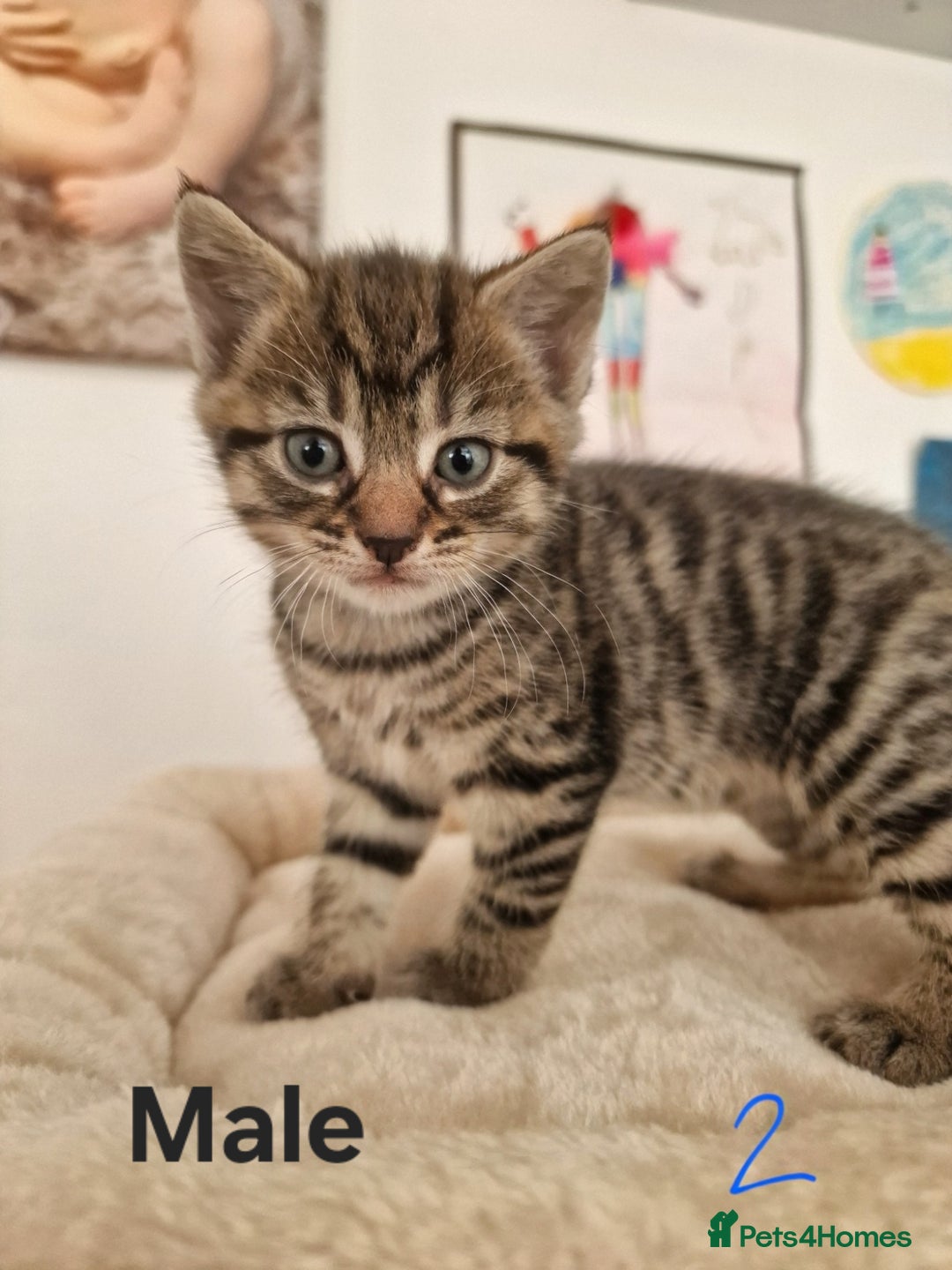 Mixed Breed cats for sale: Beautiful kittens for loving homes from 8th Aug  - Image 3