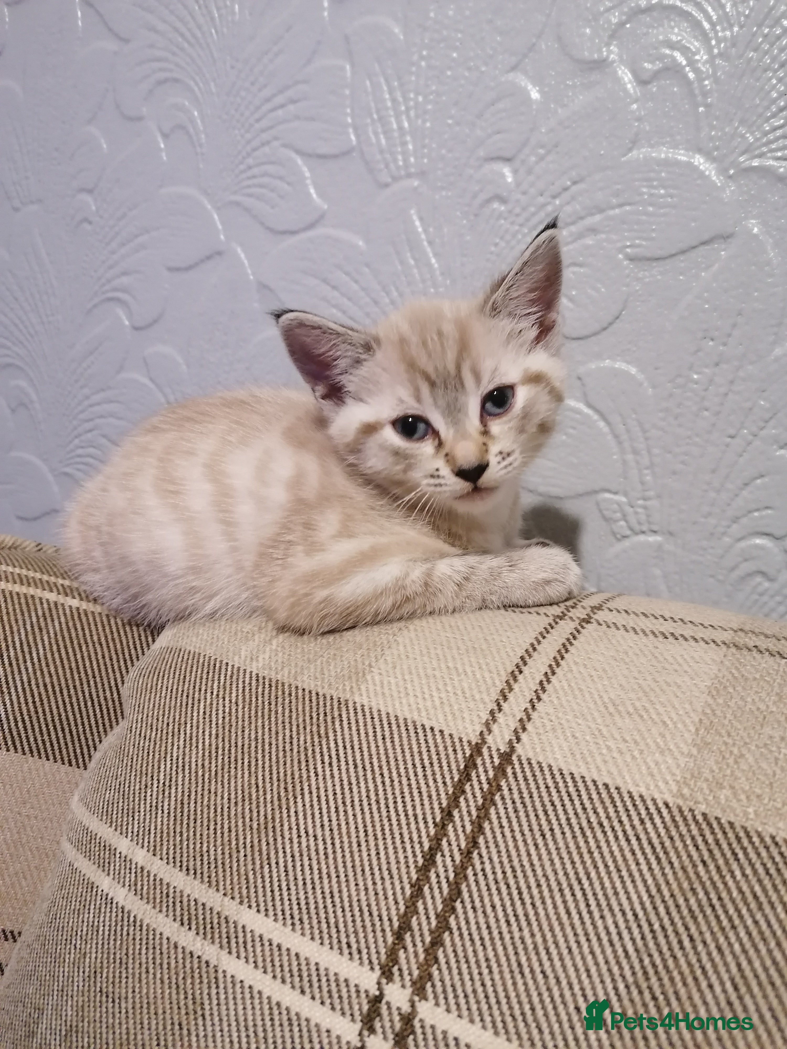 Australian Mist cats Abri  - Advert 18