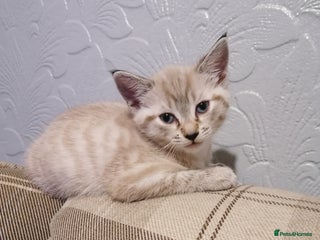 Australian Mist cats Abri - Advert 18