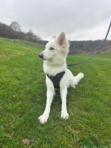 Gallery Image {{count}}