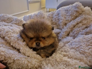 Pomeranian dogs Adorable KC Reg Pomeranian Pup– Orange Sable Boy - Advert 5