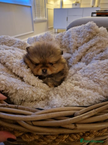 Pomeranian dogs Adorable KC Reg Pomeranian Pup– Orange Sable Boy - Advert 5